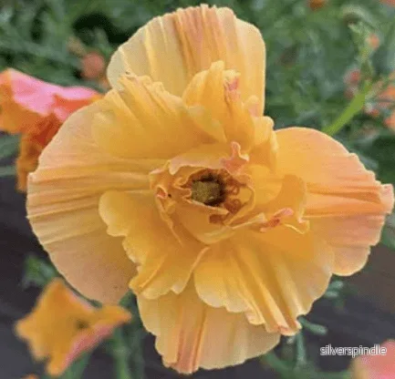 Sömntuta ‘Apricot’ Sömntuta ‘Apricot’