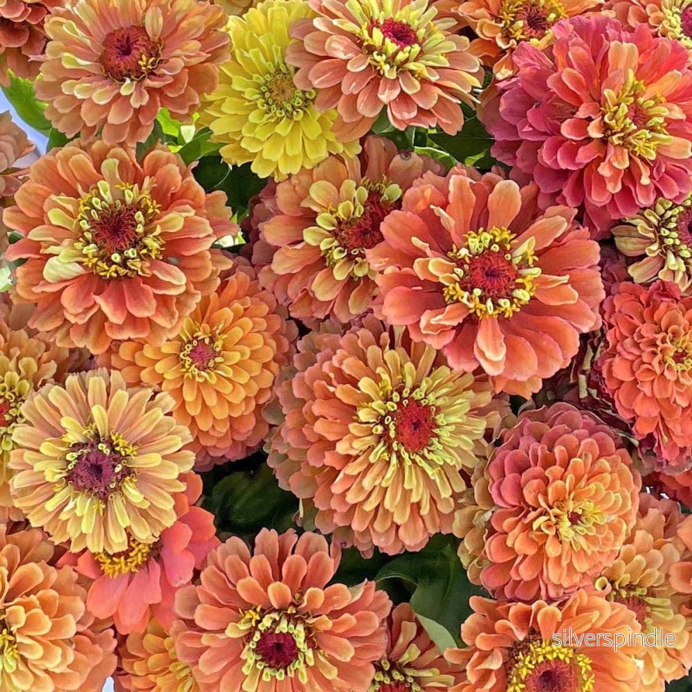 Zinnia ‘Queeny Lime Orange’ - Bild 3