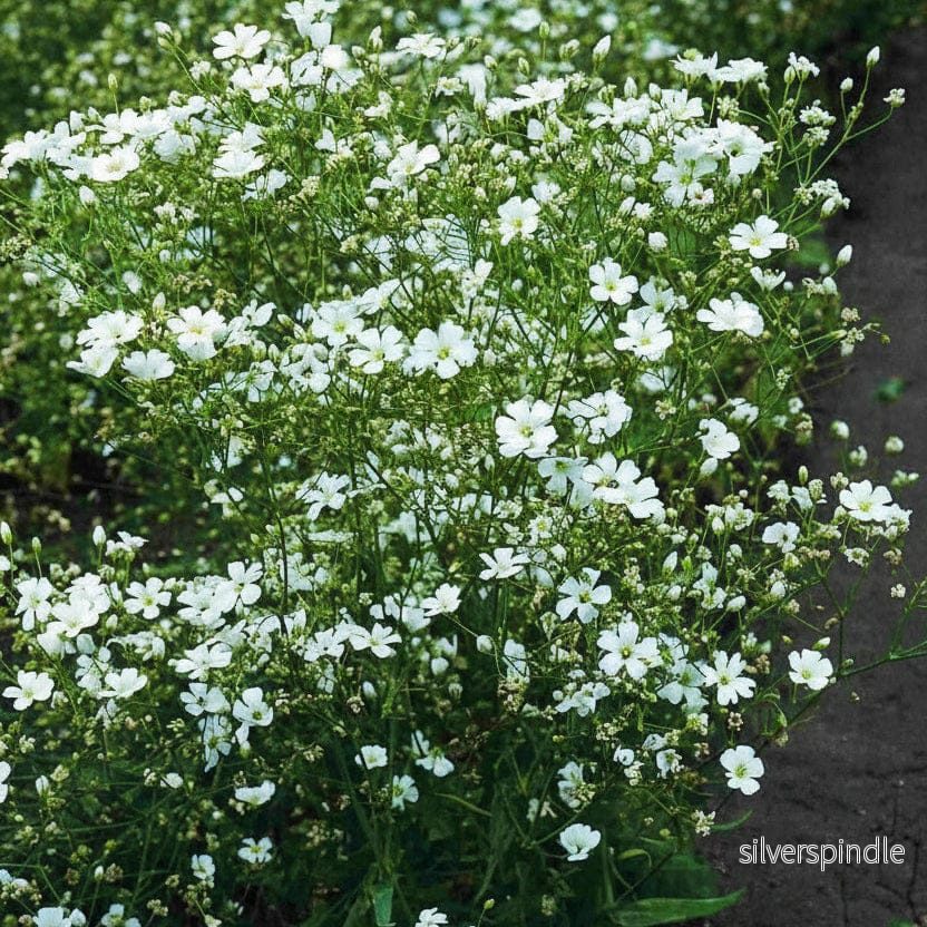 Brudslöja ‘Rijnsburg Glory’
