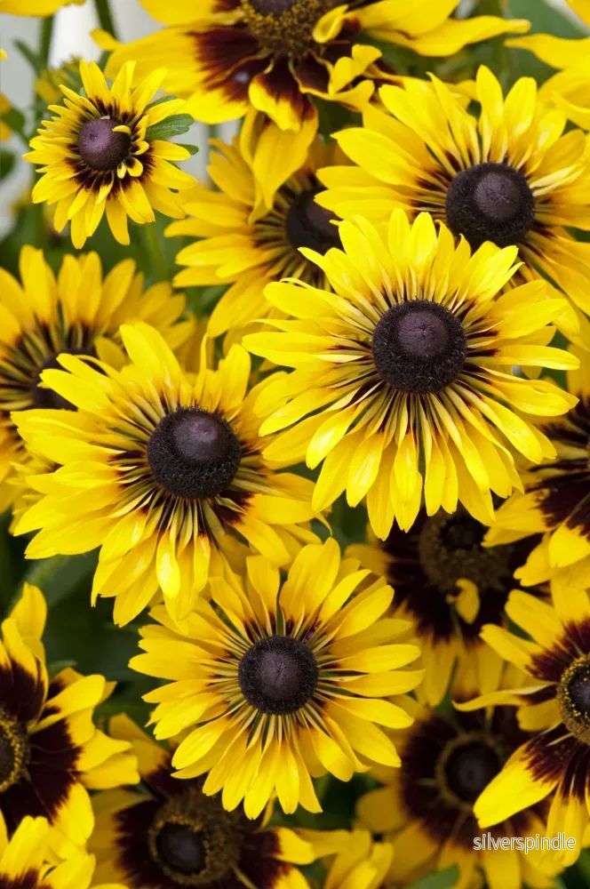 Rudbeckia ‘Sputnik’ Rudbeckia ‘Sputnik’