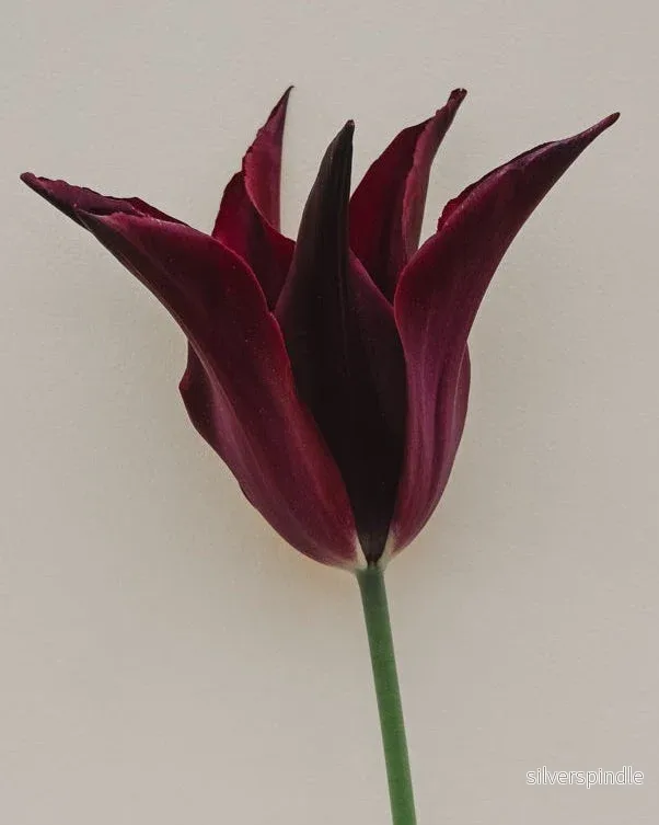 Tulpan ’Sarah Raven’