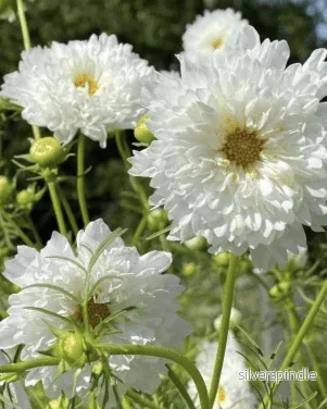 Rosenskära ‘Double Click Snowpuff’ - Bild 3