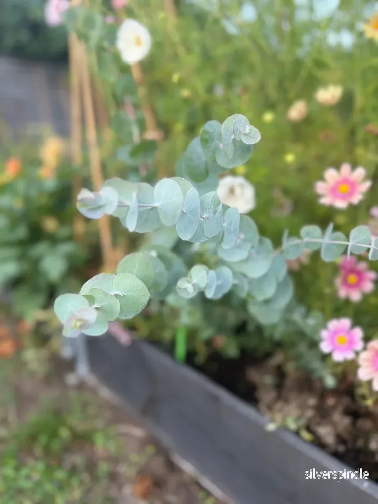 Eukalyptus ‘Baby Blue Spiral’ Eukalyptus ‘Baby Blue Spiral’