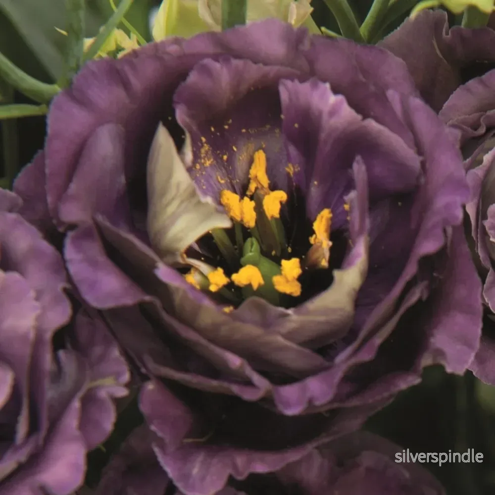 Prärieklocka ‘Rosanne 1 Black Pearl’ - Bild 2