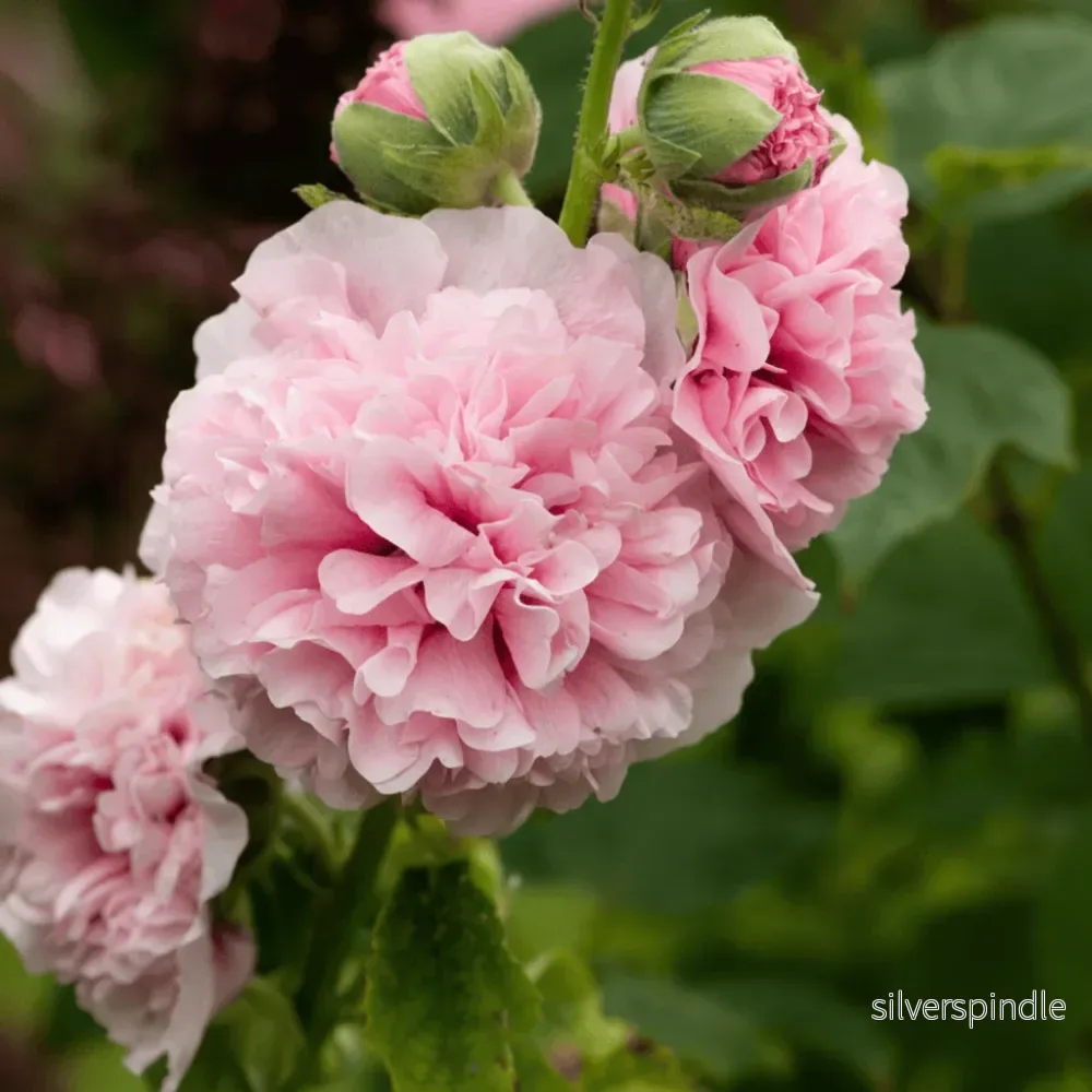 Stockros ‘Chater’s Rose’ Stockros ‘Chater’s Rose’