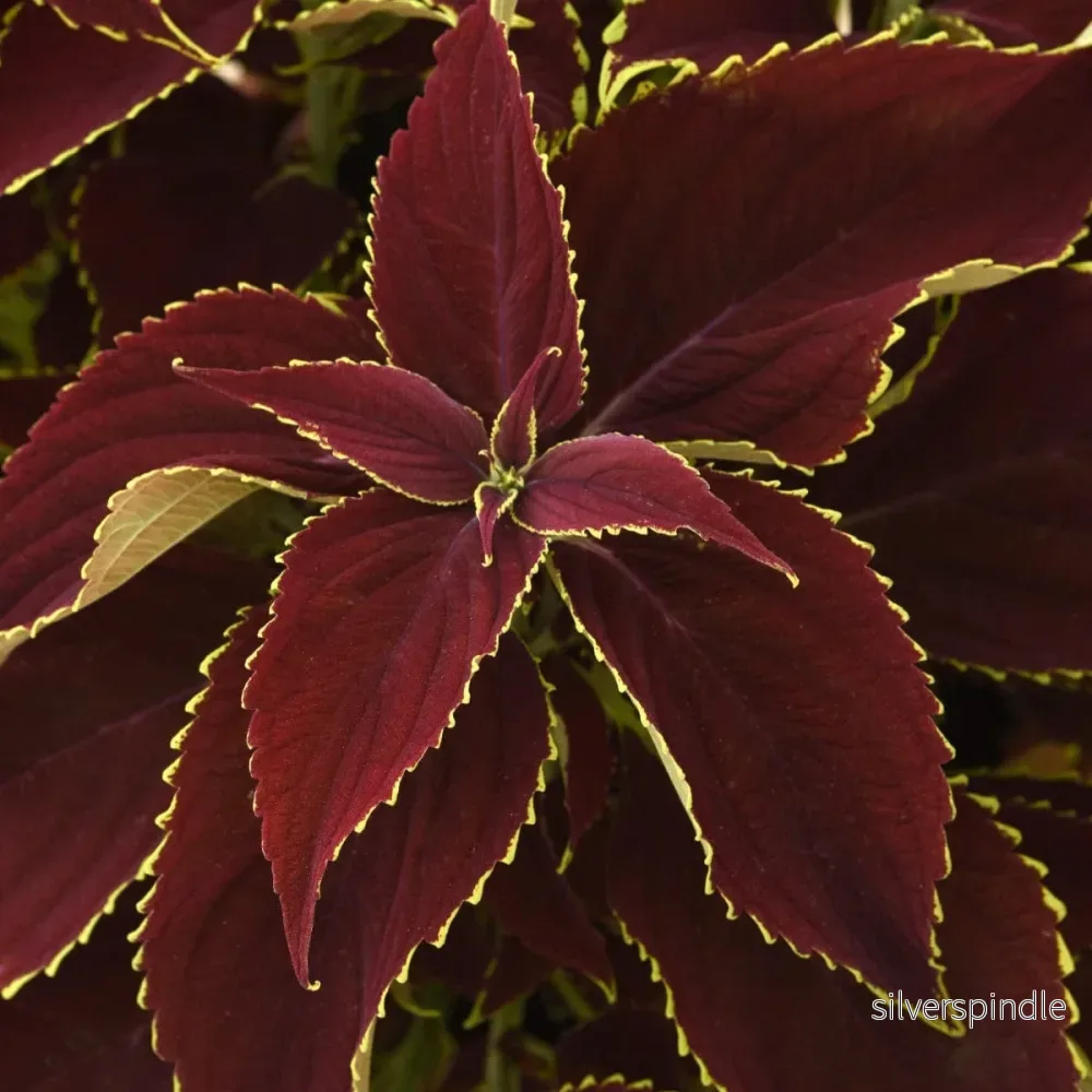 Palettblad ‘Ruby Heart’ Palettblad ‘Ruby Heart’