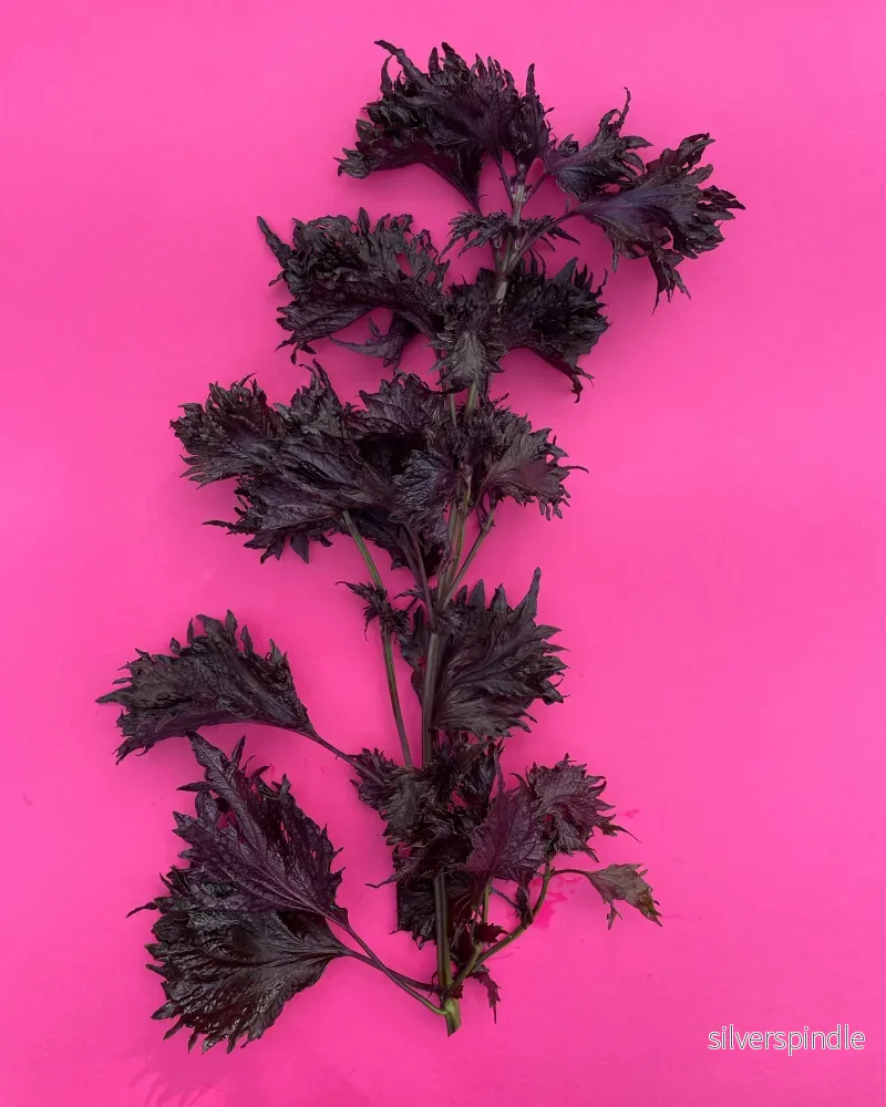 Bladmynta 'Röd shiso’ - Nyhet! - Bild 3