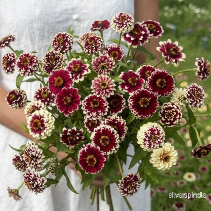 Zinnia ‘Jazzy Red’ Zinnia ‘Jazzy Red’
