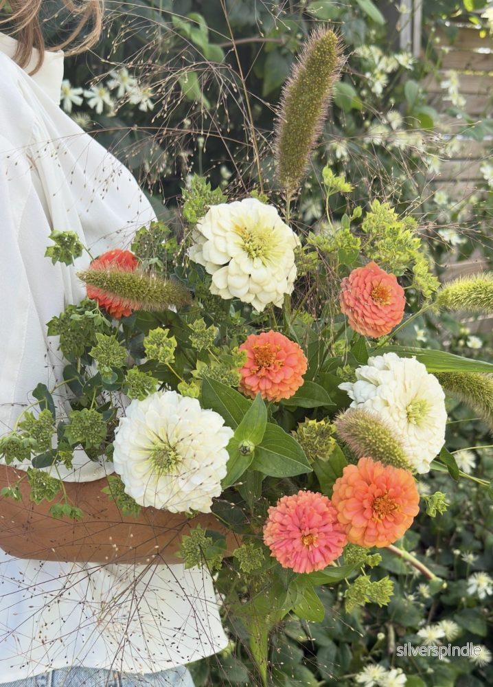 Zinnia ‘Oklahoma Salmon’ - Bild 2