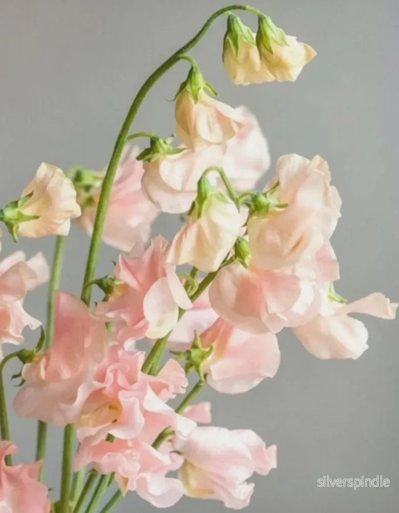Luktärt ‘Spring Sunshine Champagne’ Luktärt ‘Spring Sunshine Champagne’