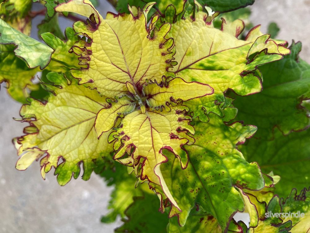 Palettblad ‘NN Holly’ Palettblad ‘NN Holly’