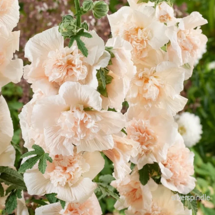 Stockros ‘Double Majorette Champagne’ - Bild 2
