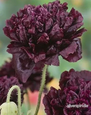 Pionvallmo 'Black Peony' - Nyhet! - Bild 2