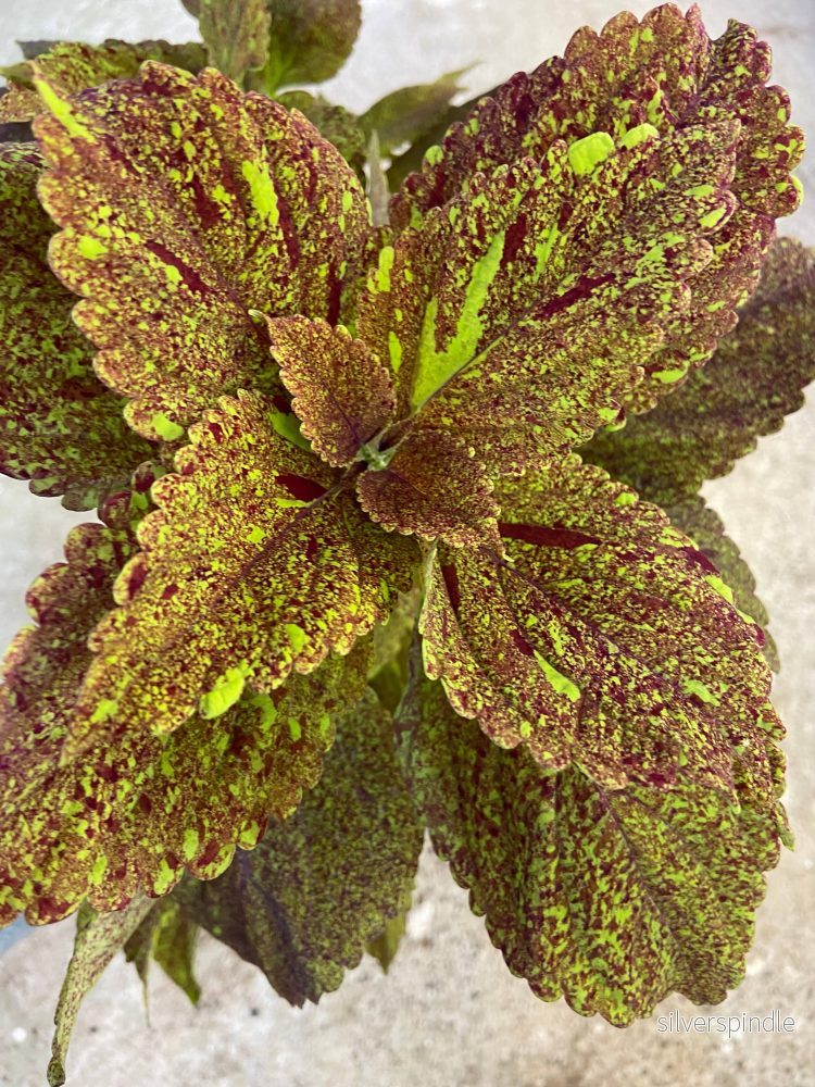 Palettblad ‘Stardust’ Palettblad ‘Stardust’