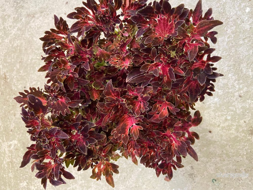 Palettblad ‘Smokey Rose’