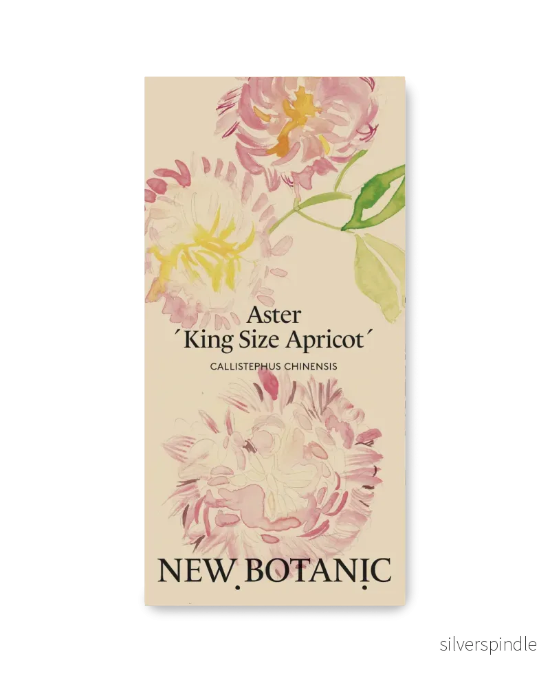 Aster ´King Size Apricot´