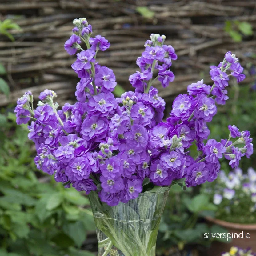 Lövkoja ‘Anytime Lavender’ Lövkoja ‘Anytime Lavender’