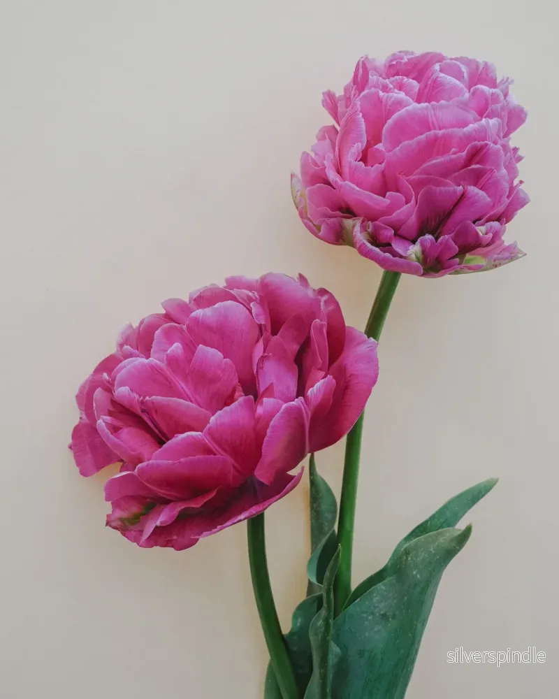 Tulpan ’Strawberry Cream’