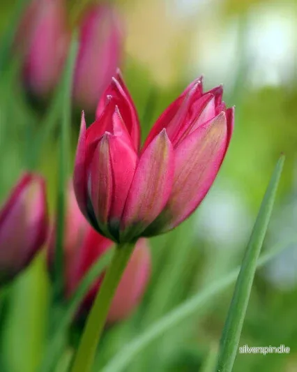 Tulpan 'Little Beauty '