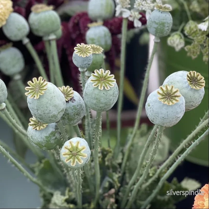 Vallmo ‘Bread Seed Poppy’