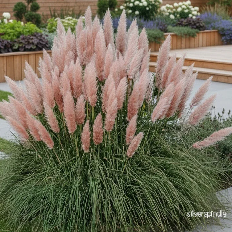 Pampasgräs ‘Pink Plume’ Pampasgräs ‘Pink Plume’