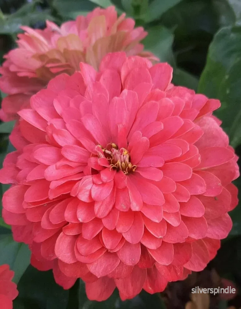 Zinnia ‘Benary Giant Coral’ Zinnia ‘Benary Giant Coral’