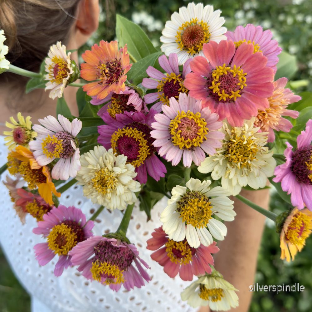 Zinnia ‘Cresto! Peaches & Cream’ - Bild 2