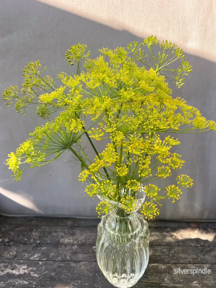 Dill 'Vierling' - Bild 3