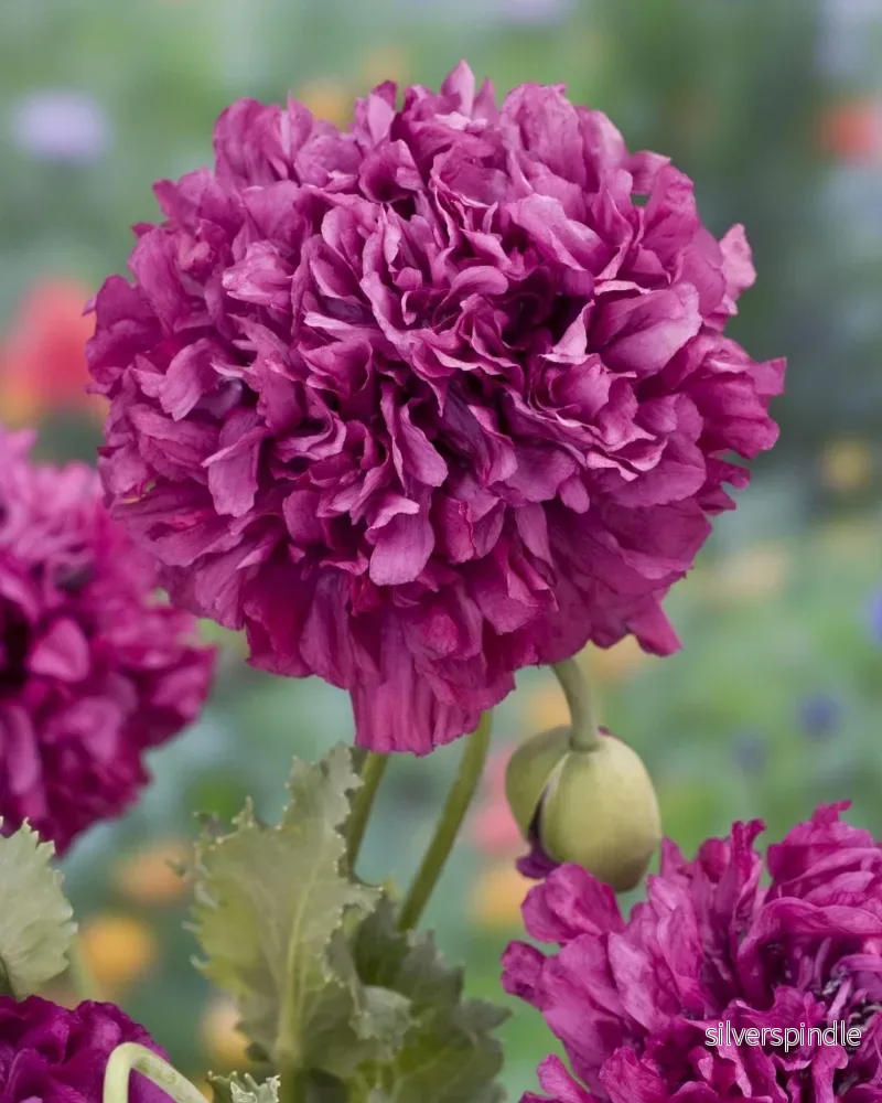 Pionvallmo ‘Purple Peony’ Pionvallmo ‘Purple Peony’
