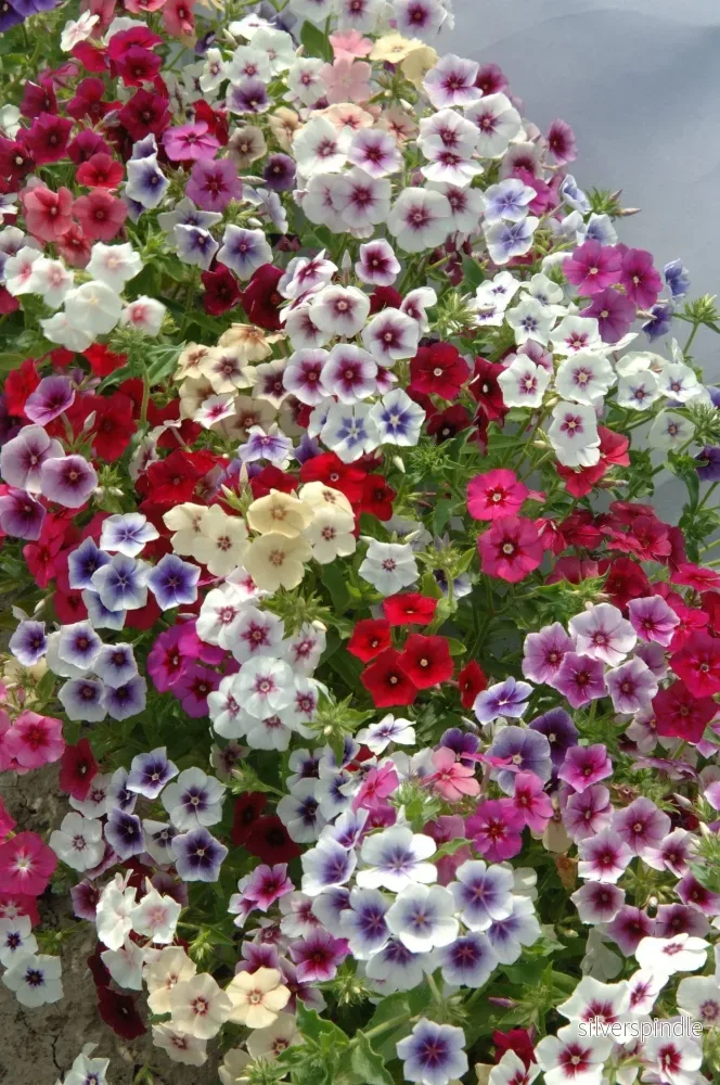 Sommarflox ‘Grandiflora Tapestry Mixture’ - Bild 2