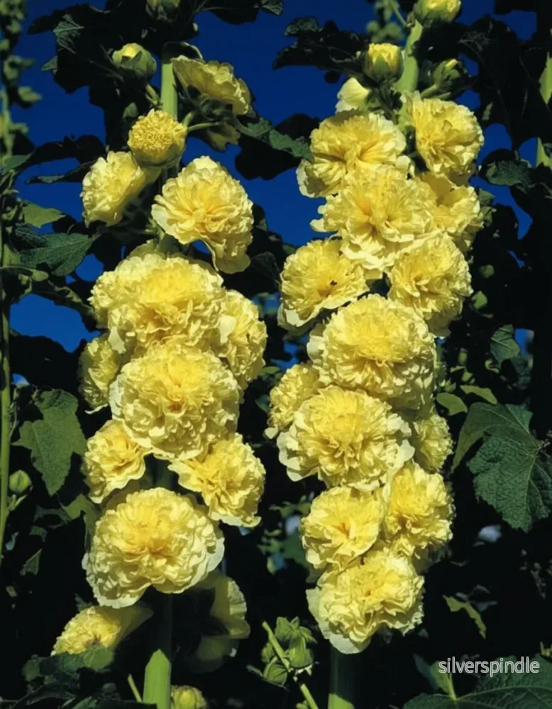 Stockros ‘Chater’s Golden Yellow’ Stockros ‘Chater’s Golden Yellow’