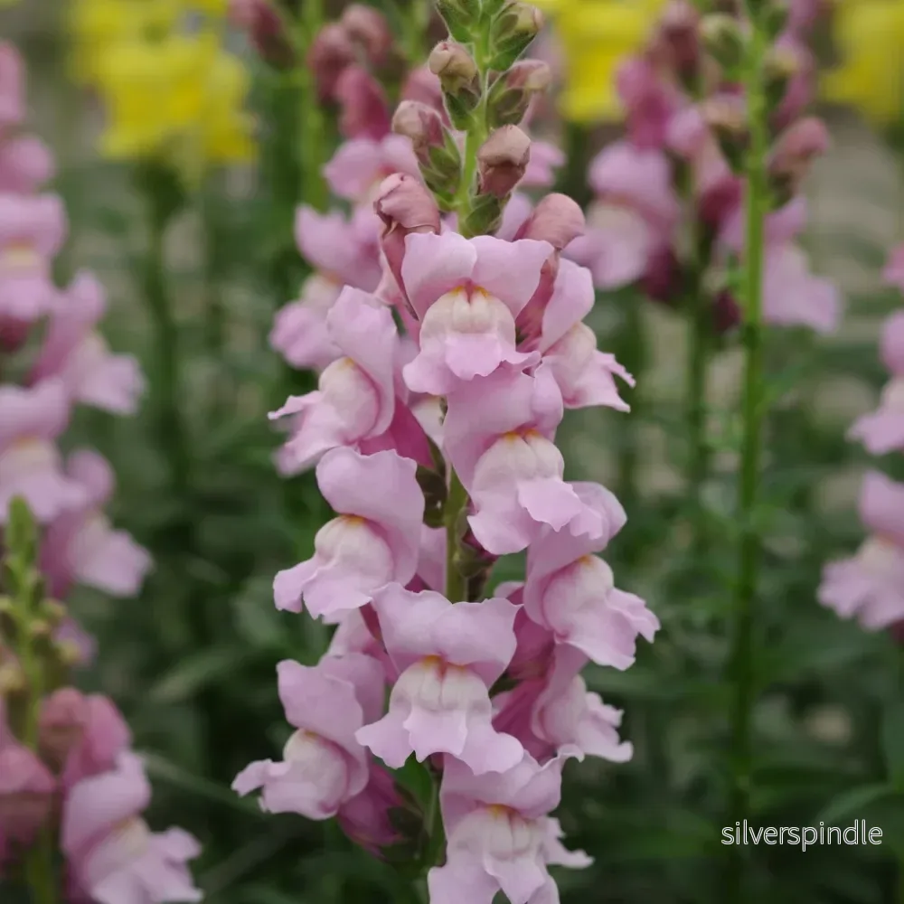 Lejongap ‘Potomac Lavender’ F1 - Bild 2