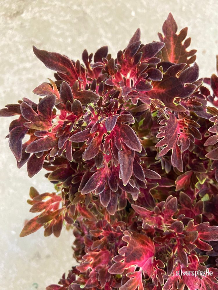 Palettblad ‘Smokey Rose’ - Bild 2