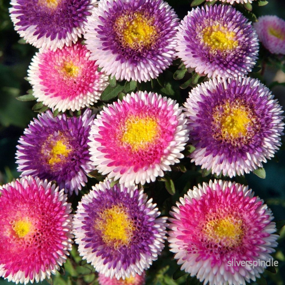 Sommaraster ‘Lilliput Mixture’ Sommaraster ‘Lilliput Mixture’