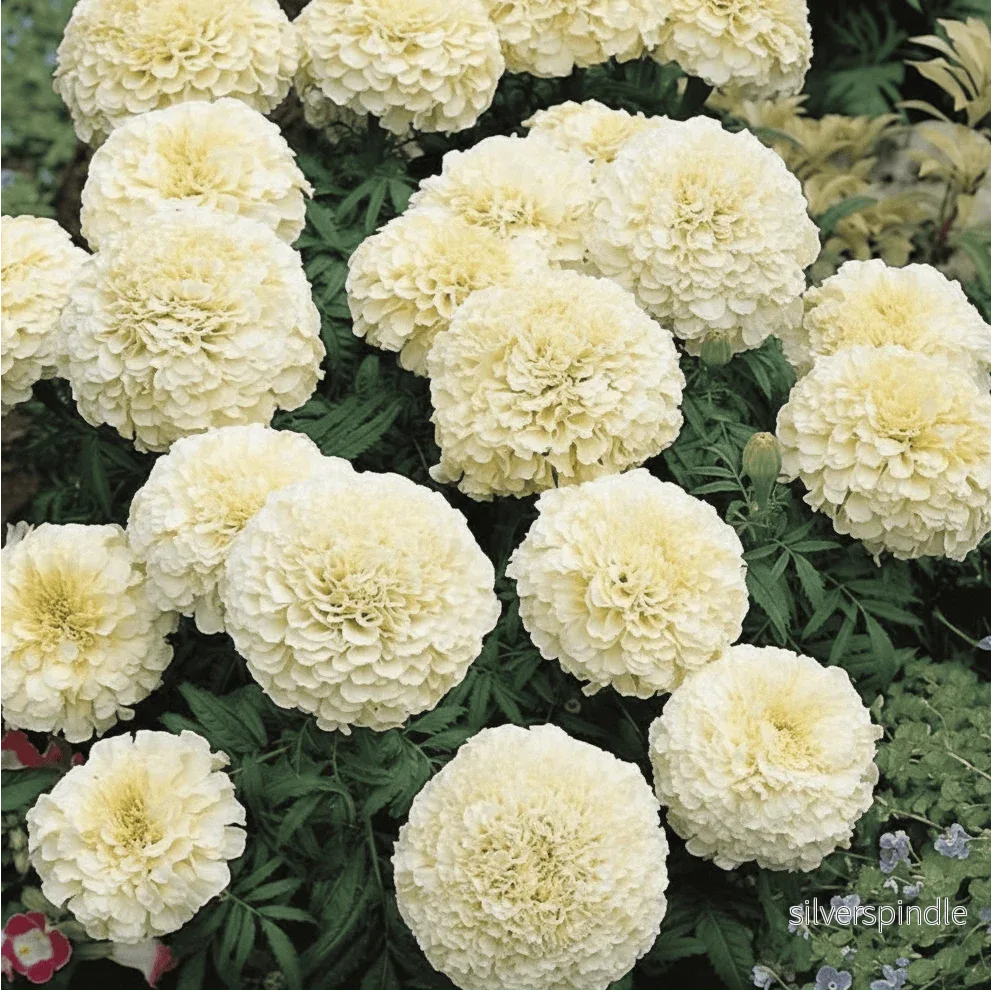 Tagetes 'Vanilla' F1 – krämvit jättetagetes - Bild 2