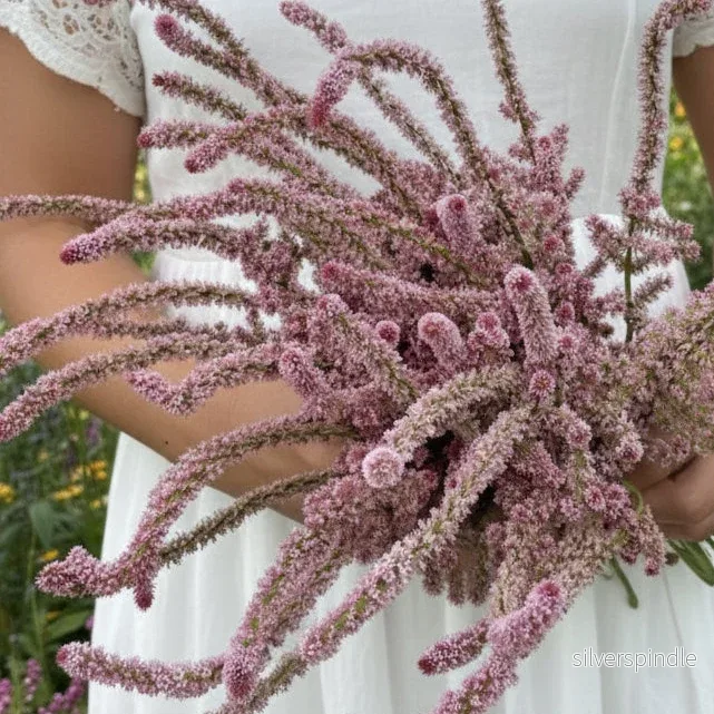 Axrisp ‘Pink Pokers’ - Bild 2