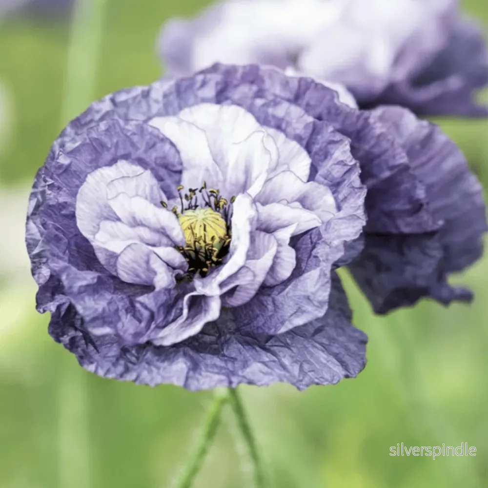 Kornvallmo ‘Amazing Grey’ Kornvallmo ‘Amazing Grey’