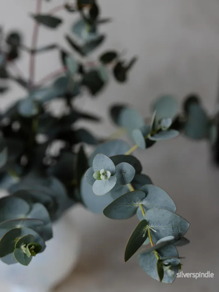 Eucalyptus 'Baby Blue' - Bild 3