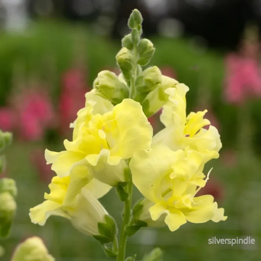 Lejongap ’Madame Butterfly Yellow’ F1