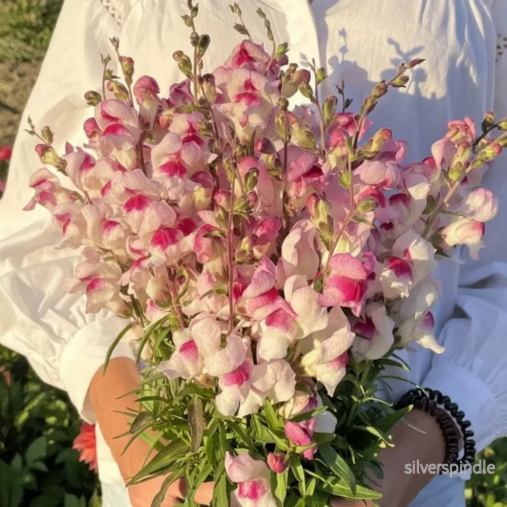 Lejongap ‘Lucky Lips’