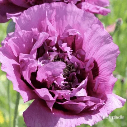 Pionvallmo ‘Violet Blush’ Pionvallmo ‘Violet Blush’