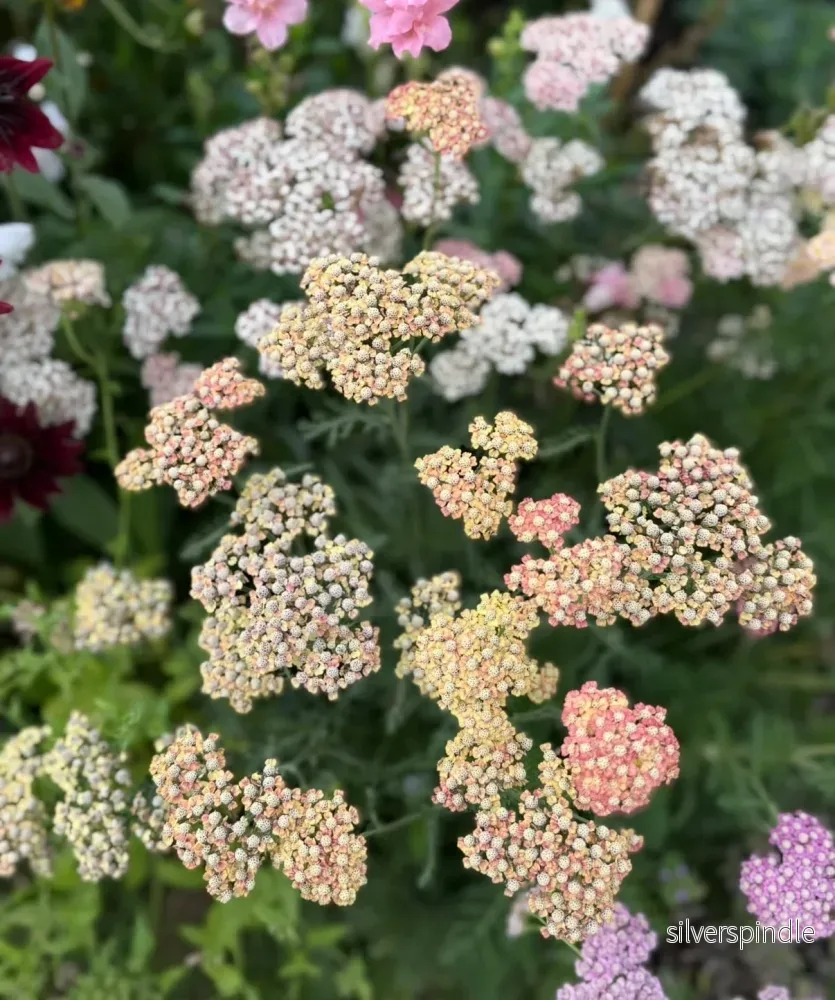 Röllika ‘Summer Pastels Mix’ - Bild 3