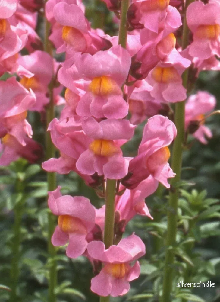 Lejongap ‘Rocket Rose Shades’ F1 Lejongap ‘Rocket Rose Shades’ F1