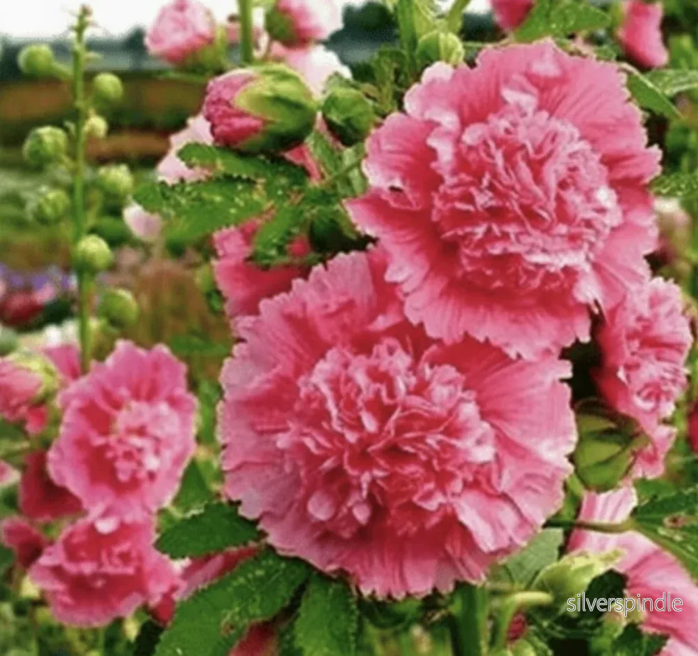 Stockros ‘Summer Carnival Pink’ Stockros ‘Summer Carnival Pink’