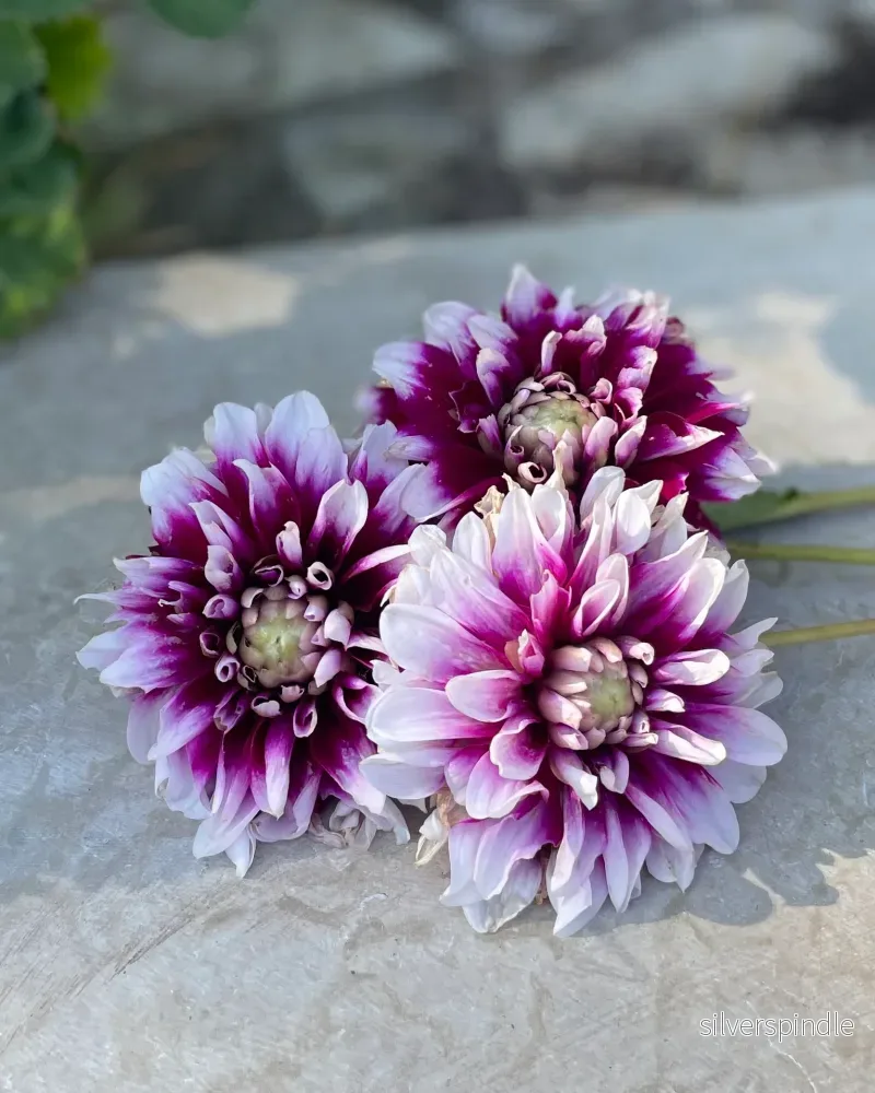 Dahlia ‘Ariko 9707’