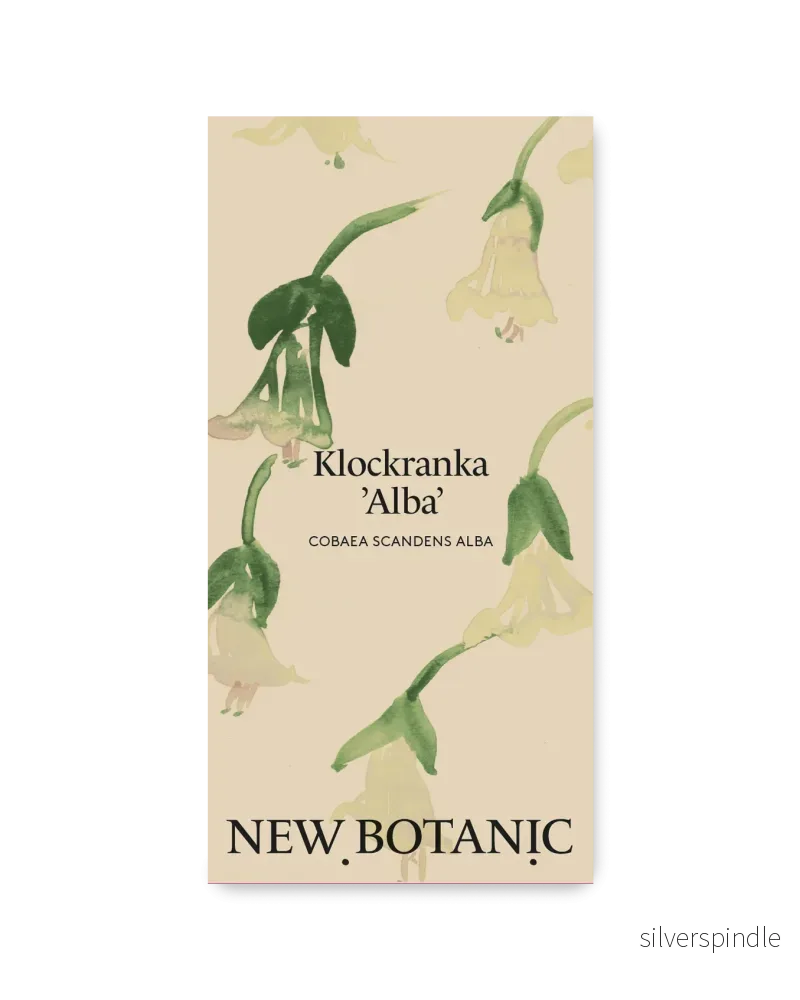 Klockranka 'Alba' - Nyhet!