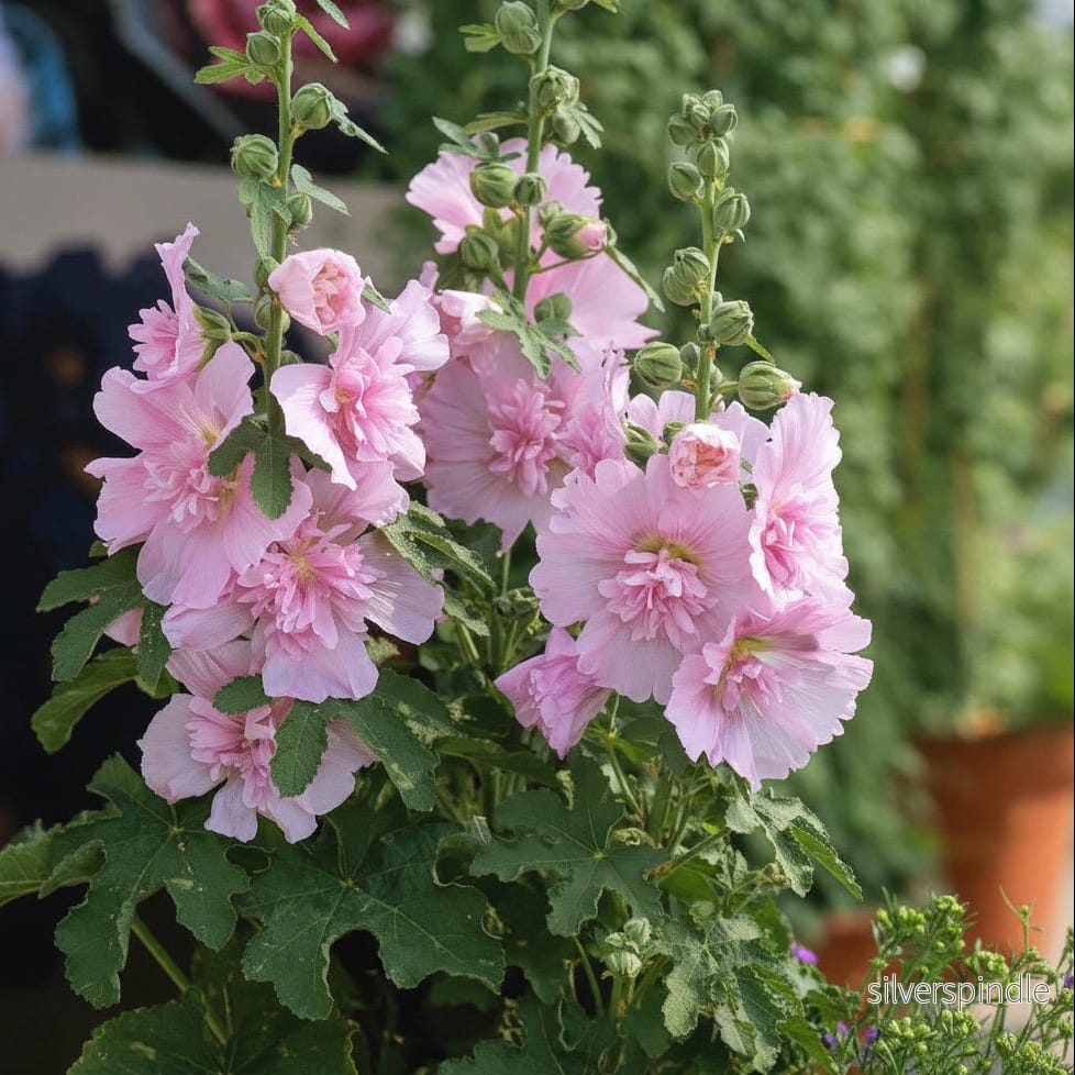 Stockros ‘Spring Celebrities Pink’ Stockros ‘Spring Celebrities Pink’