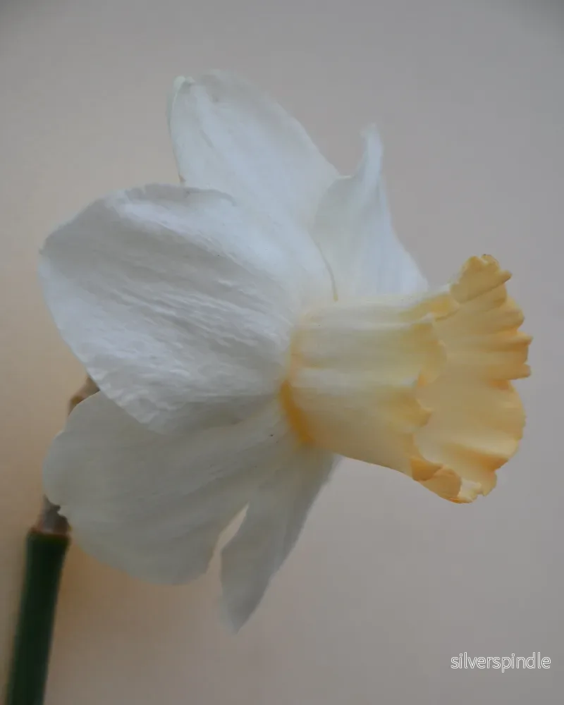 Narciss ’Salome’
