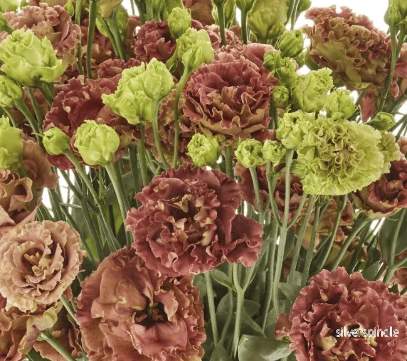 Prärieklocka ‘Rosanne 2 Terracotta’