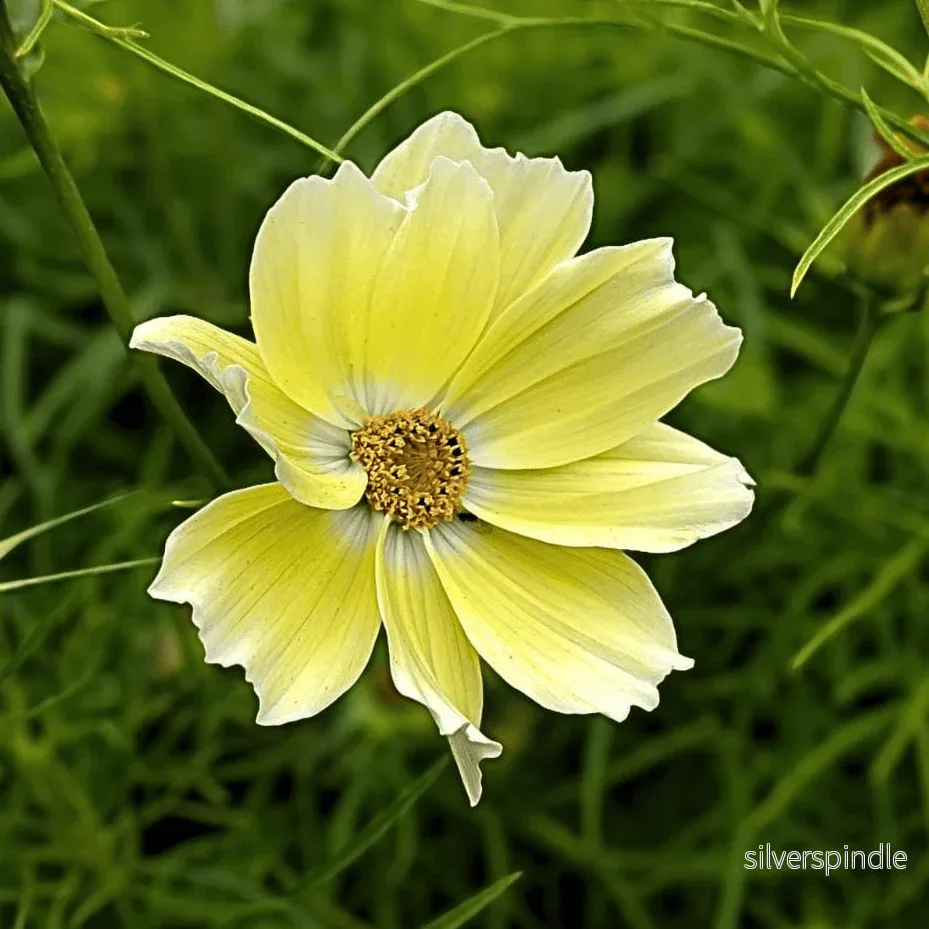 Rosenskära ‘Xanthos’ Rosenskära ‘Xanthos’